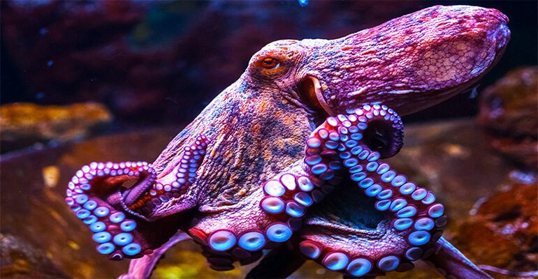 octopus-alein-dna