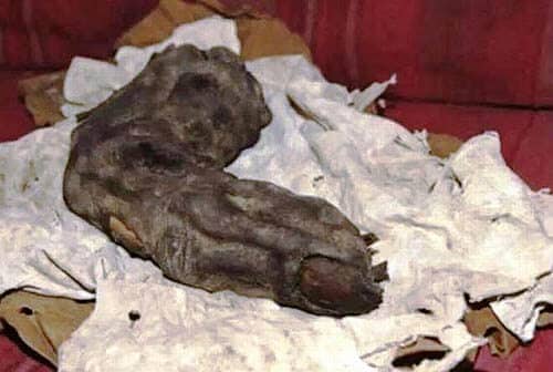 Mummified_Finger_nephilim_11