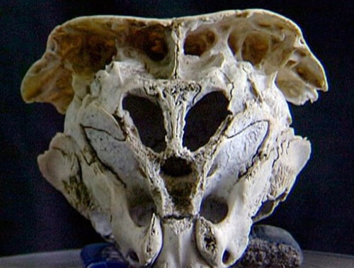 rhodorpe skull alien