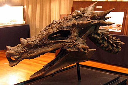 Dracorex-Hogwartsia-skull