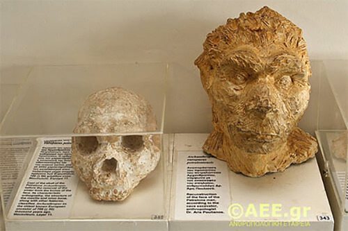 petralona-cave-skull-Greece-2