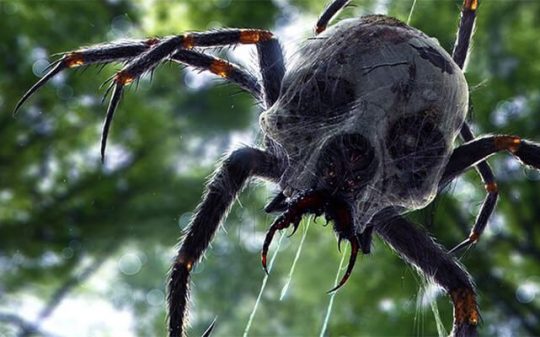 The Giant Congolese Jungle Spider – J’ba Fofi