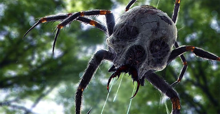 The Giant Congolese Jungle Spider – J’ba Fofi - UFOHolic