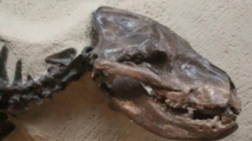Yale Beast Dromocyon skull