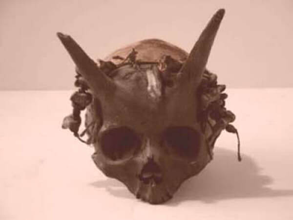 pennsylvania-horned-skeleton
