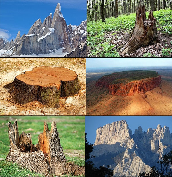 tree stumps