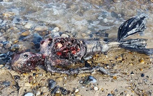 Mermaid Corpse Washes Ashore on Secluded Beach in the UK—Best Evidence so far?