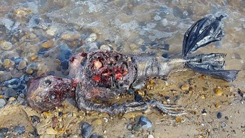 Mermaid Corpse Washes Ashore on Secluded Beach in the UK—Best Evidence ...