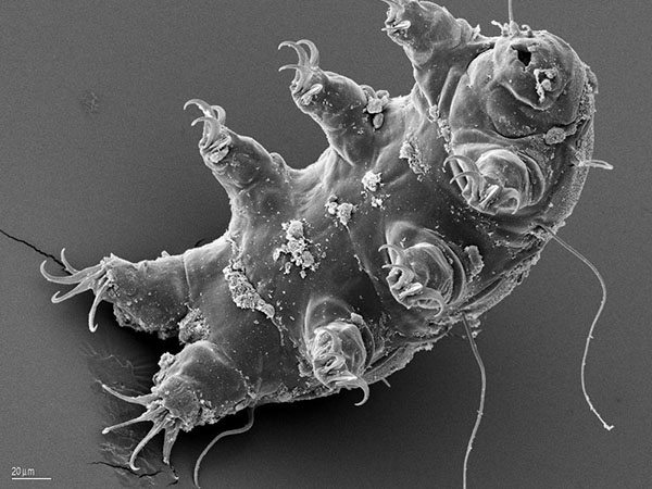 tardigrade-water-bear-esa-schill