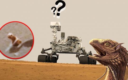 NASA Silent While Rover Snaps Pic Of Reptile on Mars