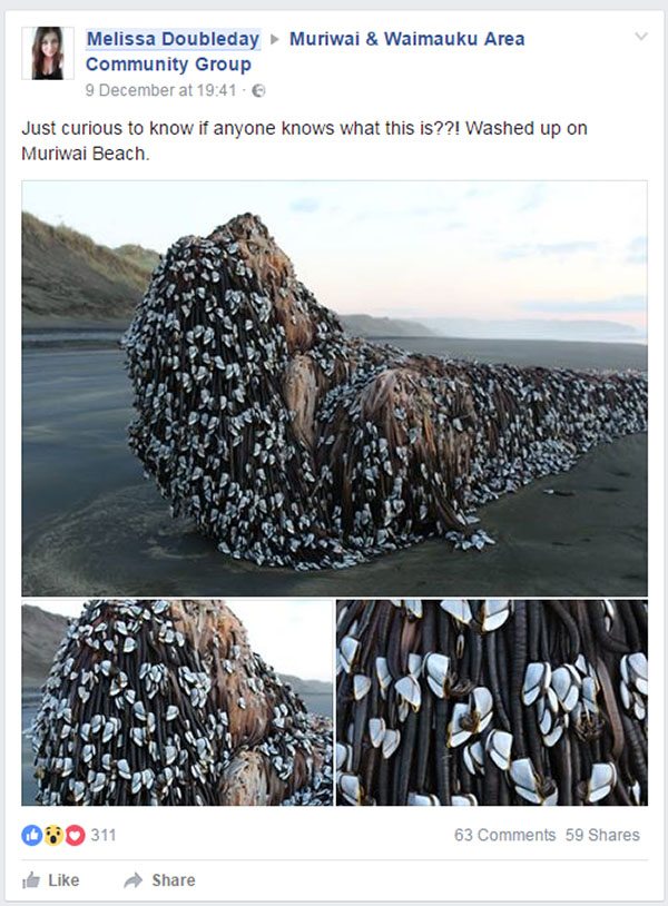 mysterious object muriwai monster