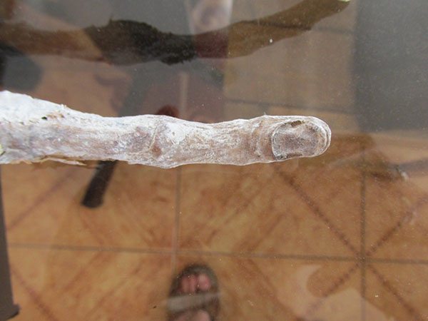 mummified alien hand