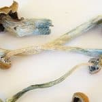 magic mushrooms dried