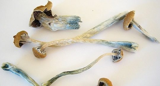 magic mushrooms dried