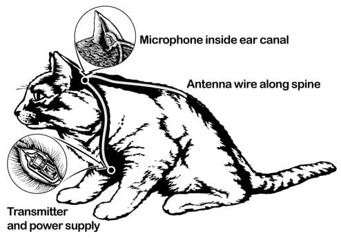 cia spy cats