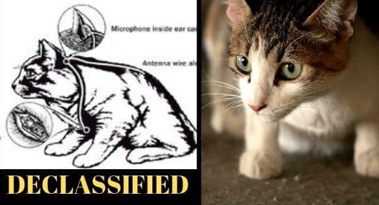 Declassified Documents: The CIA Spy Cats of the 1960s