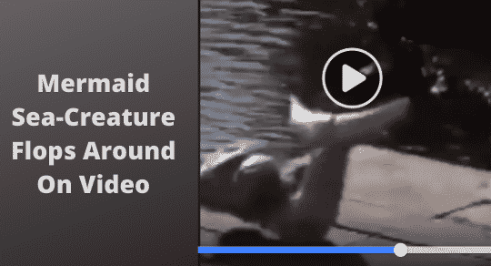 Perplexed Bystanders Watch Mermaid-Creature Flop on Deck Back into Sea