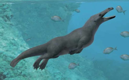 Ancient four-legged whale species that lived 40 million years ago discovered in Peru