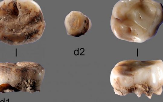 “The Missing Link:” Ancient, Previously Unknown Native Americans Discovered From 31,000-Year-Old Milk Teeth DNA