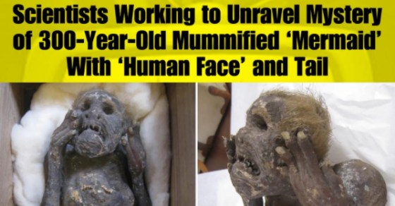 Scientists Working to Unravel Mystery of 300-Year-Old Mummified ‘Mermaid’