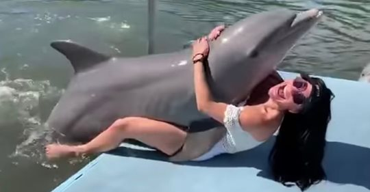Humans Cannot Legally Communicate With Dolphins Because Of This Federal Law – But Why? – This Will Blow Your Mind